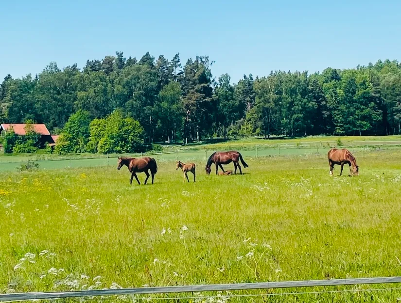 Fritidshus, Jerkans väg 27, Östernäs-Väddö, Norrtälje