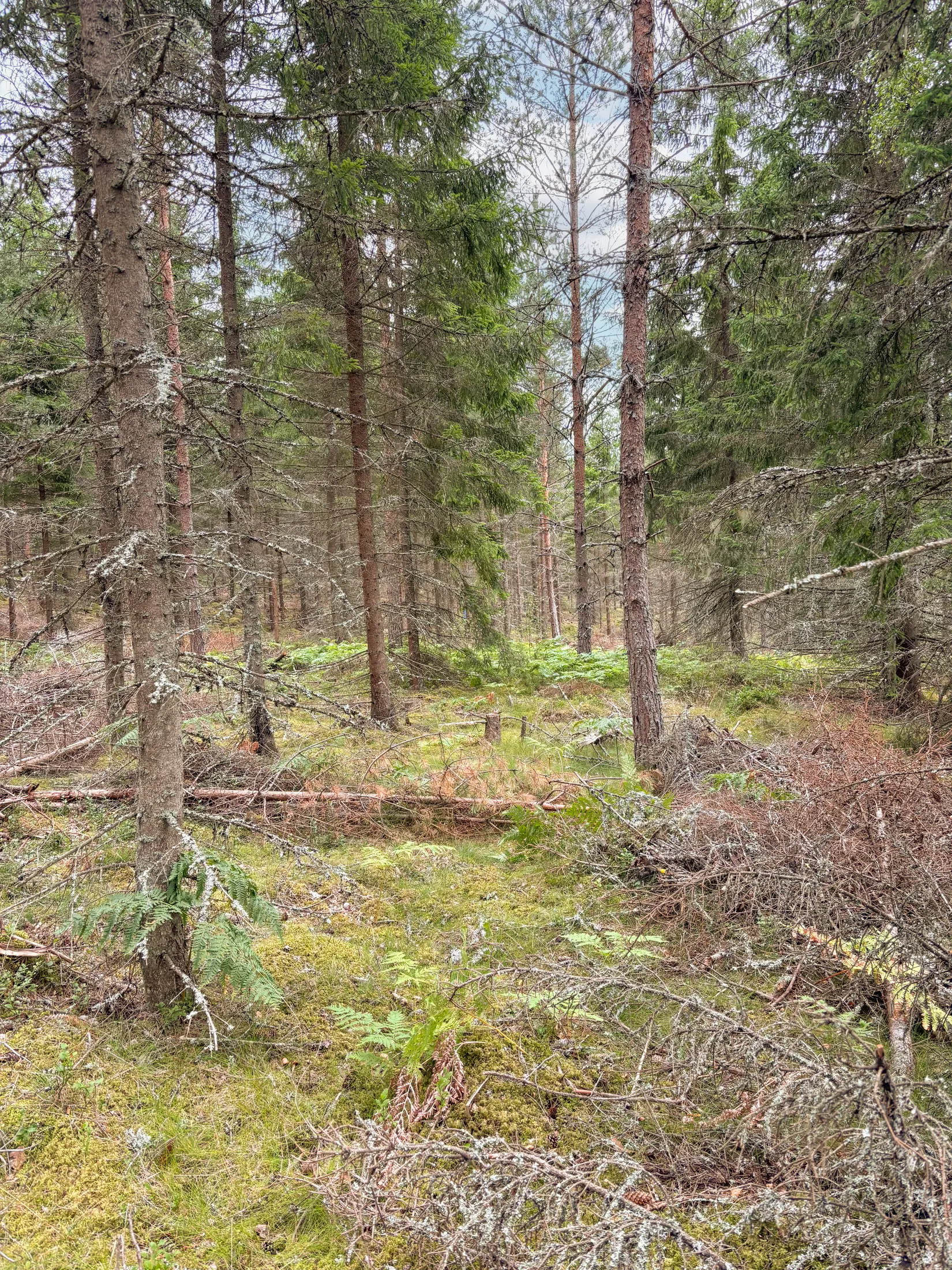 Gård/Skog, Kongseryd Kongshult 1, Hult, Eksjö