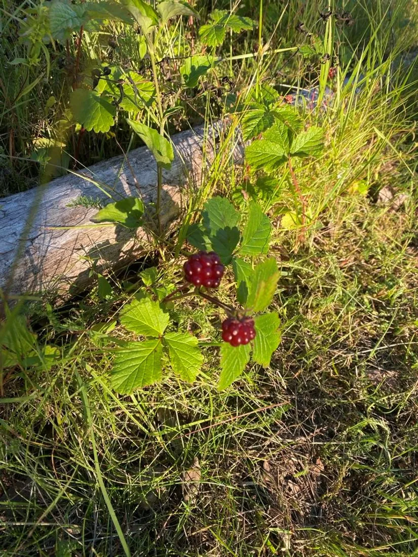 Villa, Bondersbyn 511, Bondersbyn, Kalix