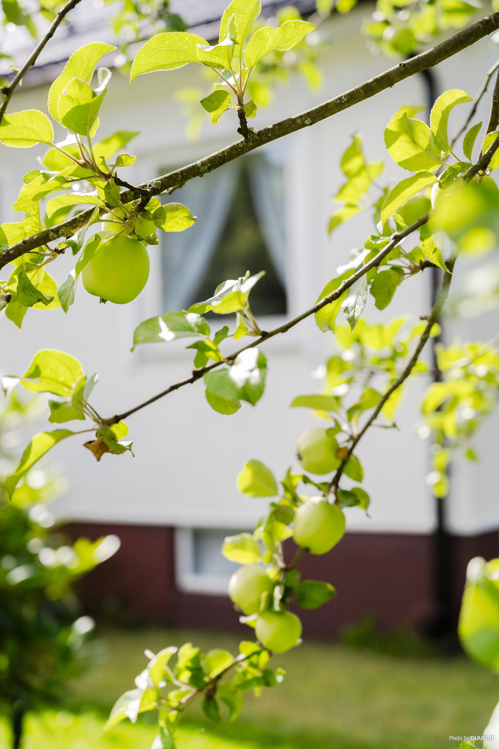 Villa, Allégatan 6, Hyltebruk, Hylte