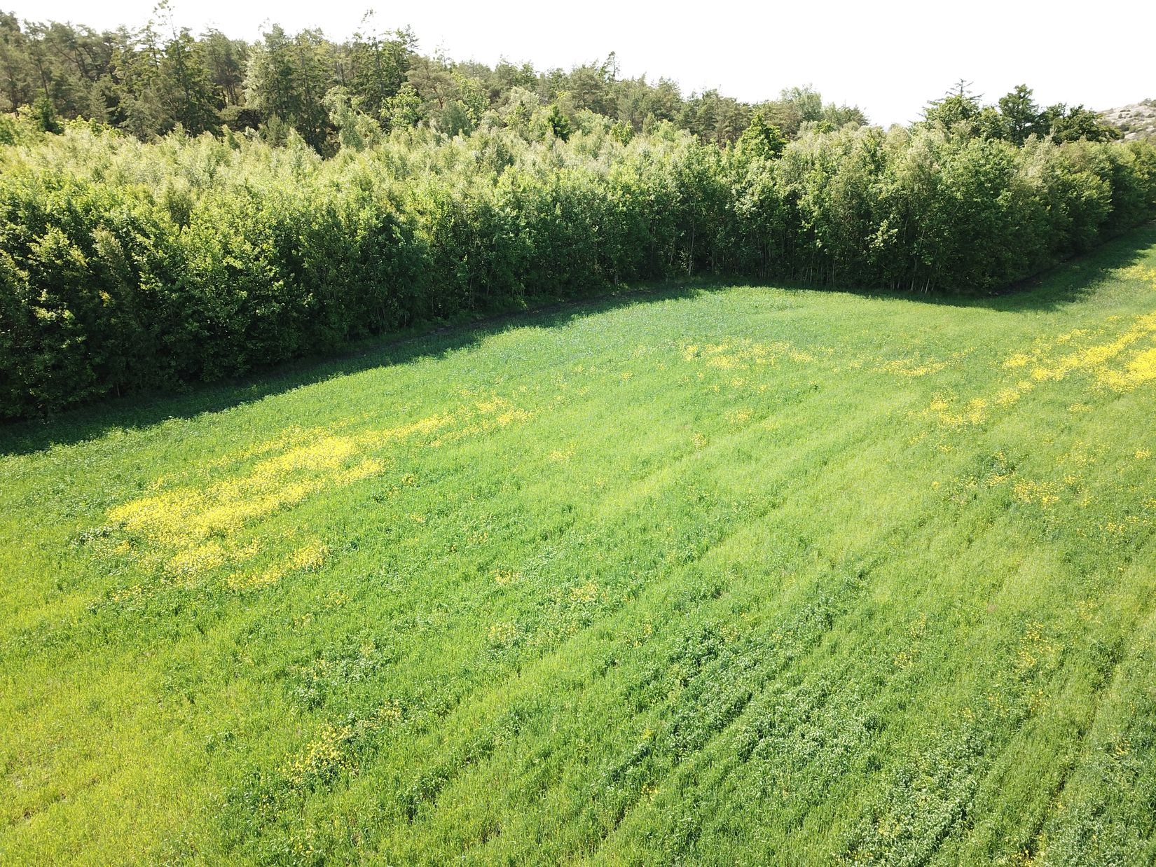 Tomt, Del av Dalen 4:1, Kungälv