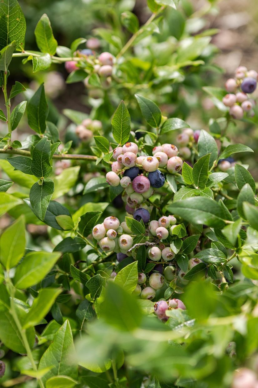 Villa, Hyttings fäbodar 1, Borlänge