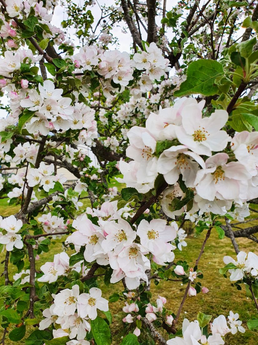 Villa, Postiljonsvägen 13, Centralt, Hofors