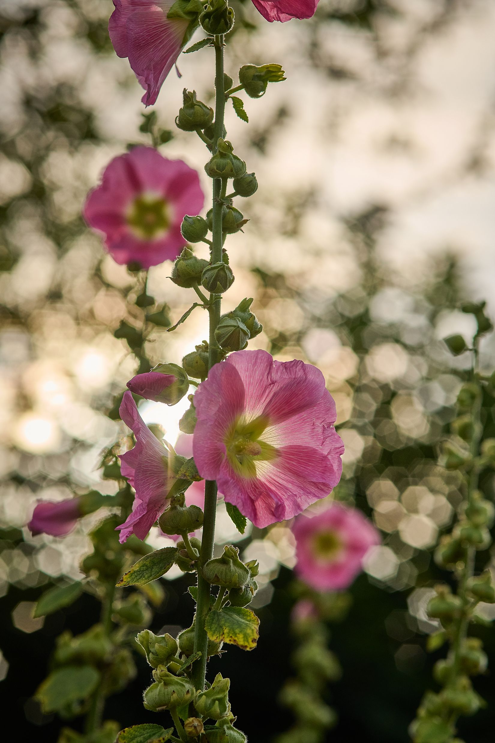 Villa, Radhus, Brinkska vägen 1A, Strängnäs Centralt, Strängnäs