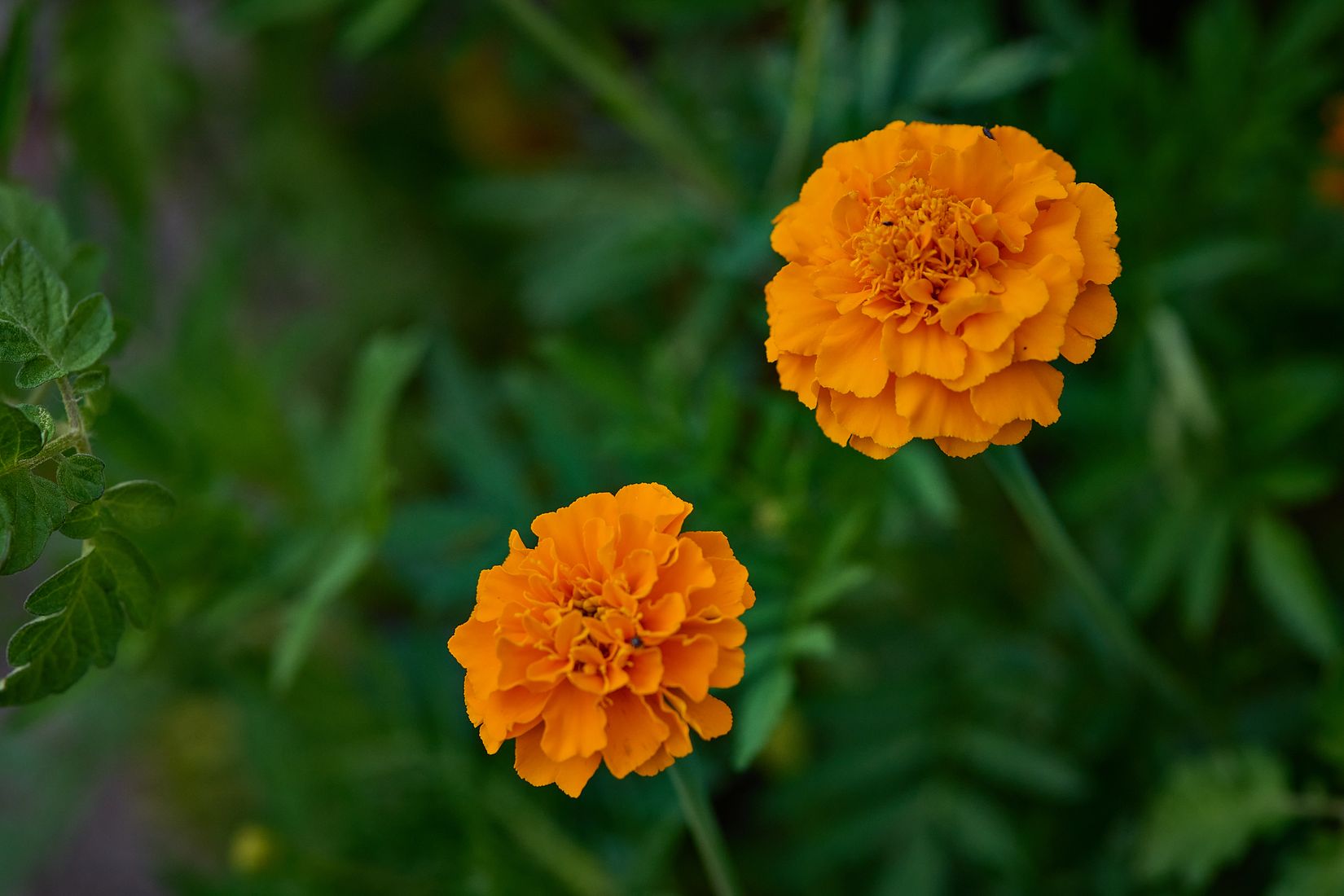 Villa, Radhus, Brinkska vägen 1A, Strängnäs Centralt, Strängnäs