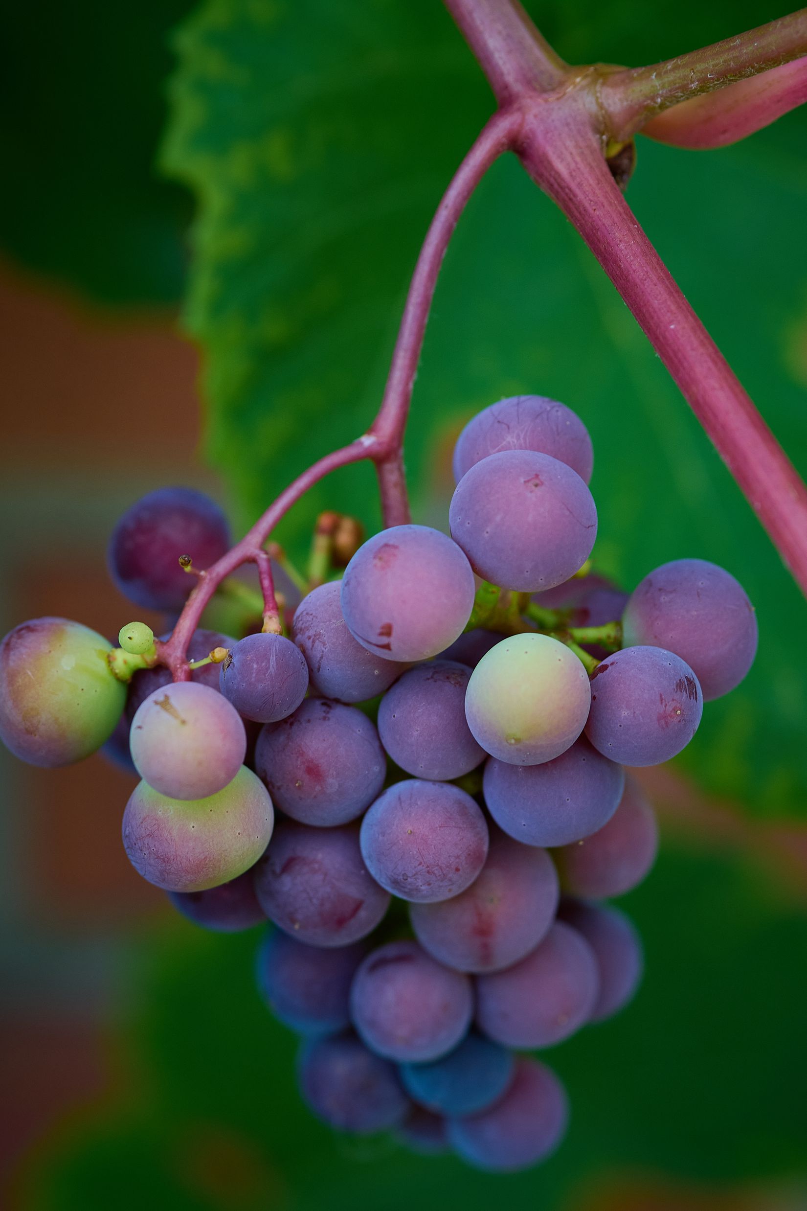 Villa, Radhus, Brinkska vägen 1A, Strängnäs Centralt, Strängnäs