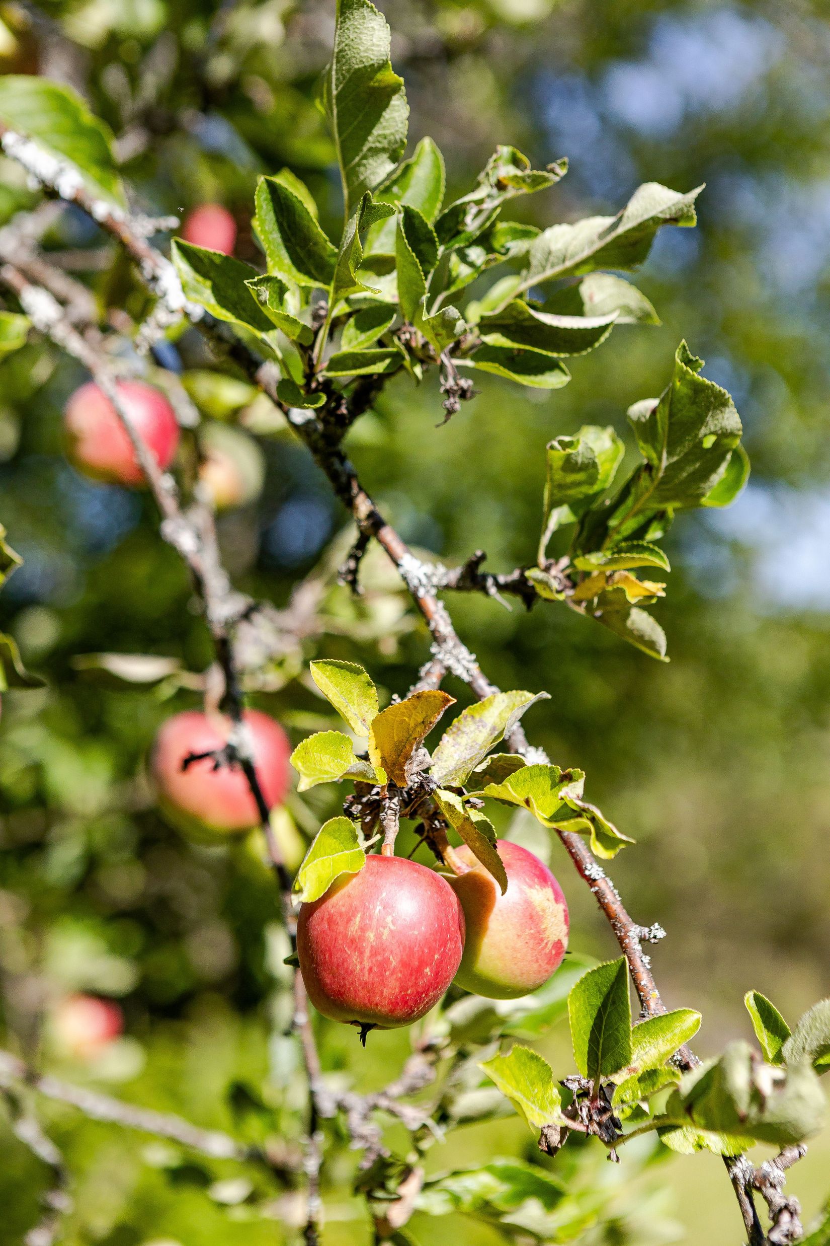Villa, Torpvägen 9, Krondiket, Falun