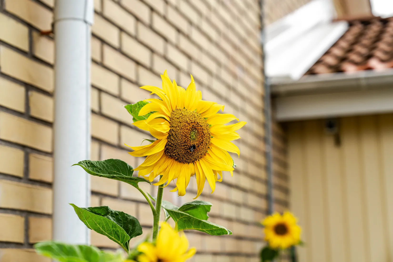 Bostadsrätt, Kattarpsvägen 47, Eslöv