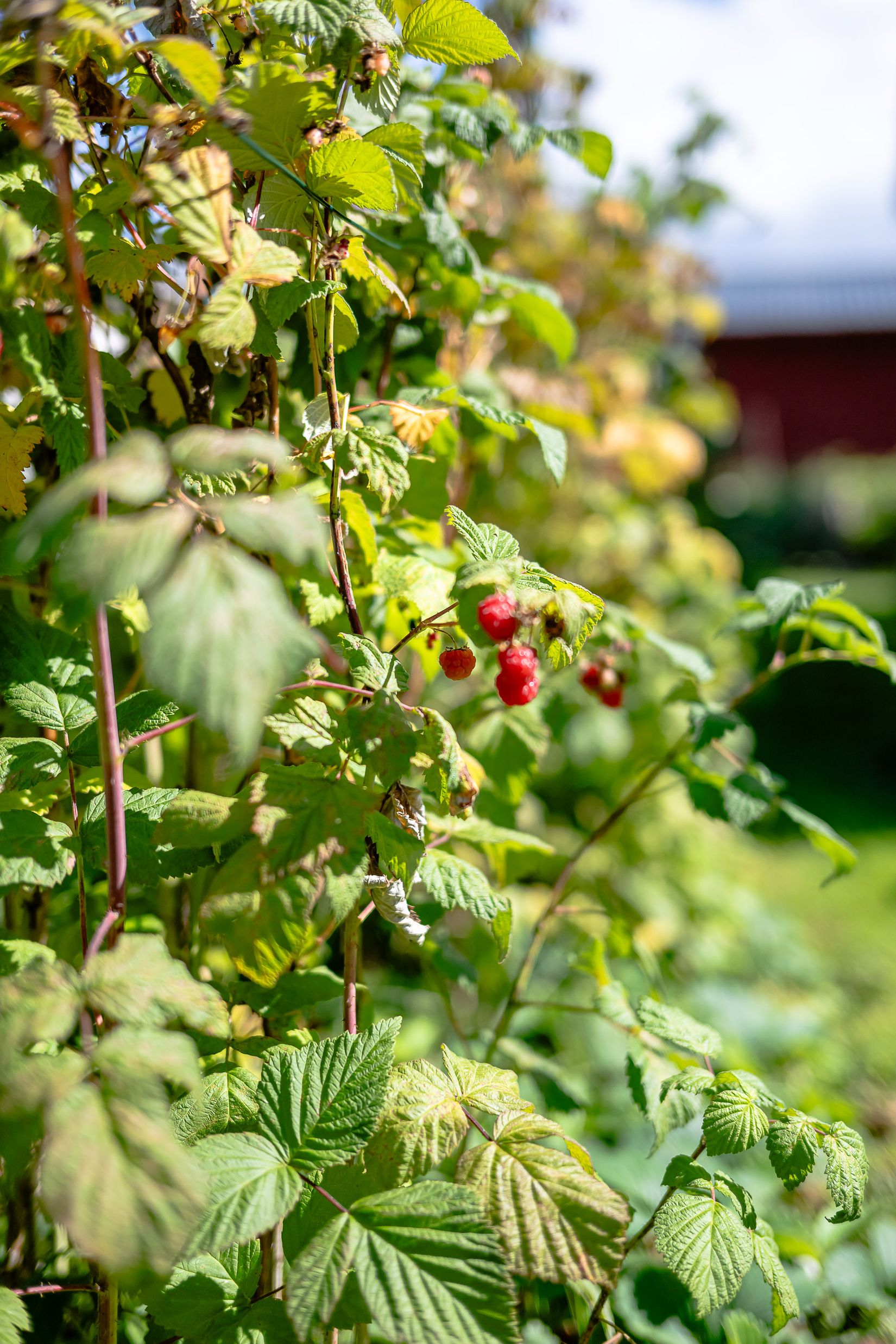 Fritidshus, Ekebydal koloniområde, väg 10, stuga 208, Bergshammar, Nyköping