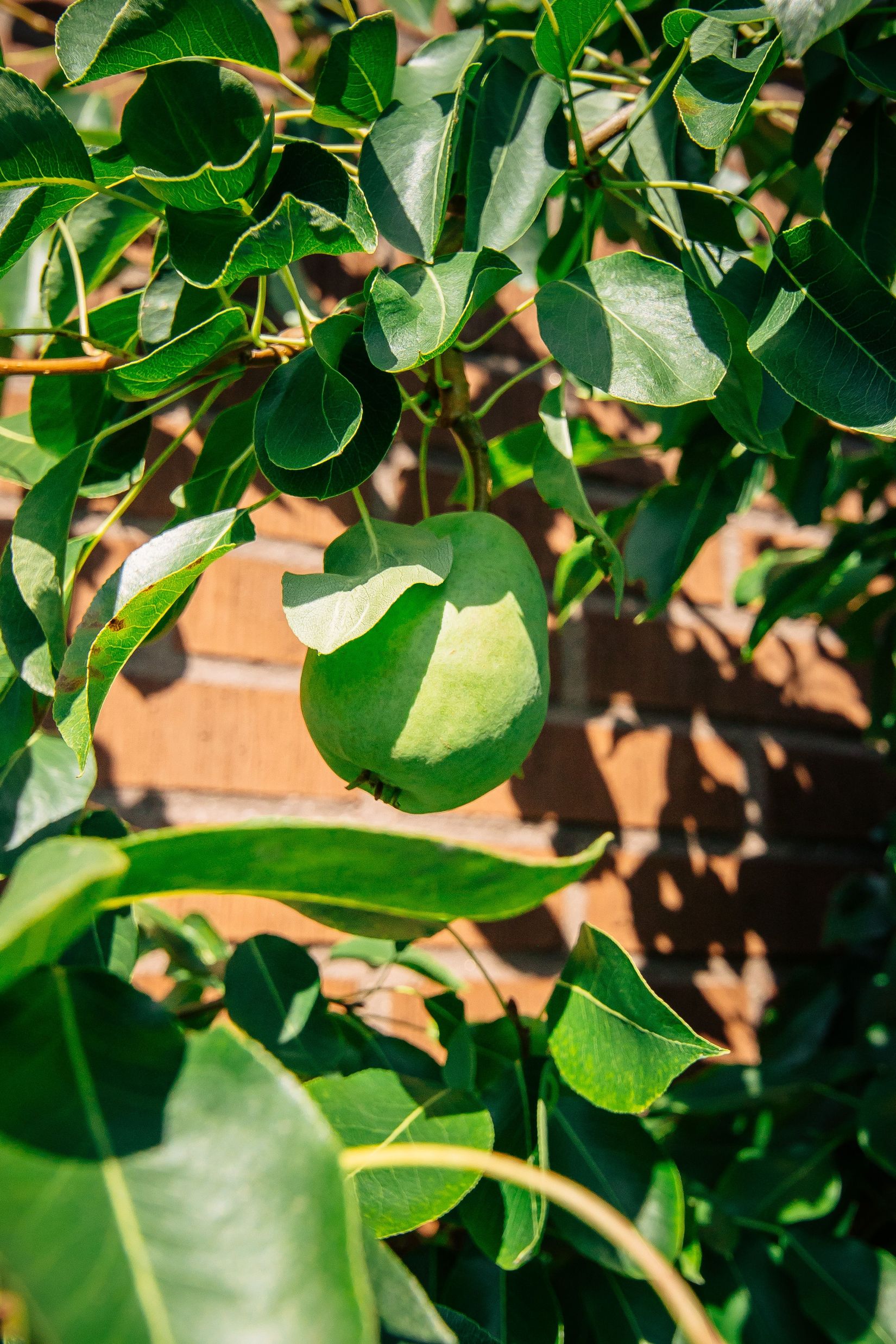 Villa, Bästemansvägen 4, Mariestad