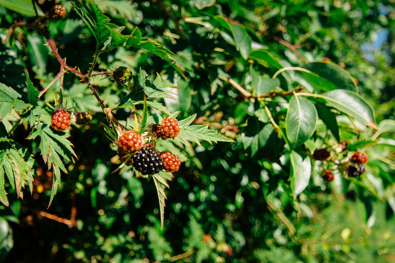 Villa, Bästemansvägen 4, Mariestad