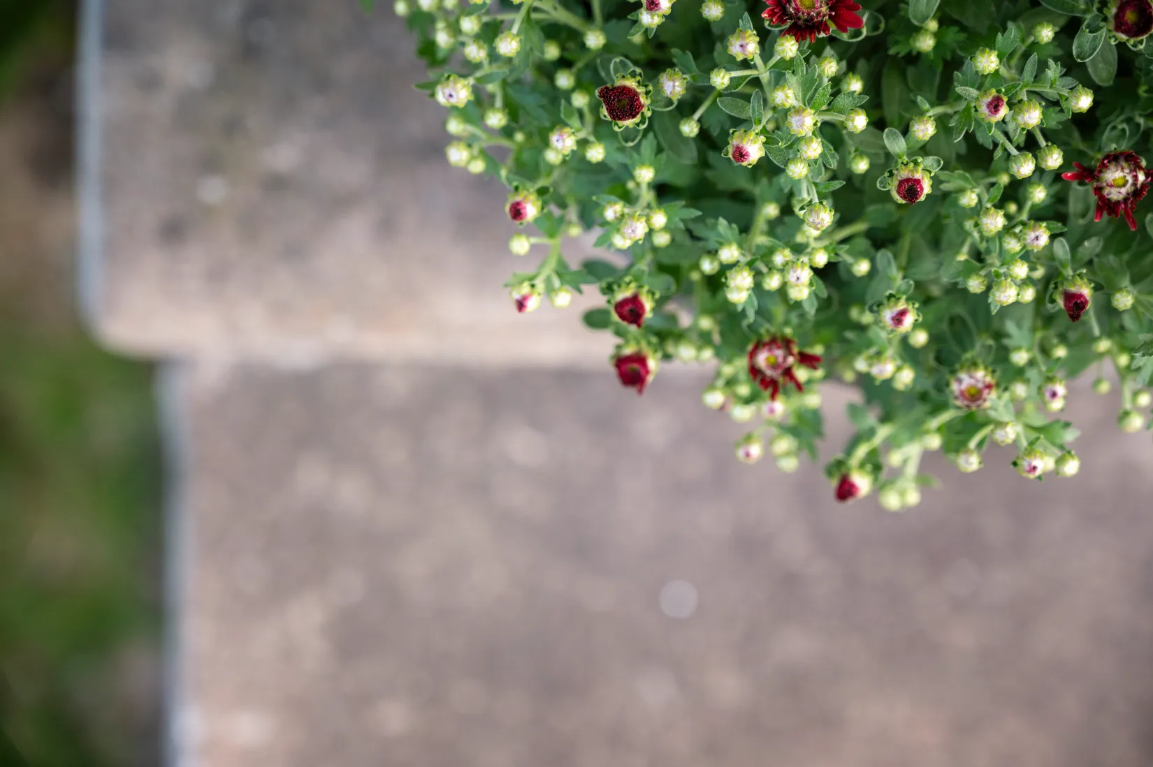 Villa, Smedjegatan 23, Vara