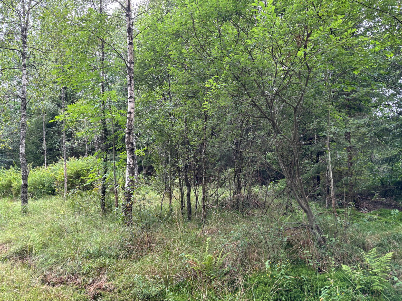 Tomt, Hjorttorp 3:22, Hajom, Mark