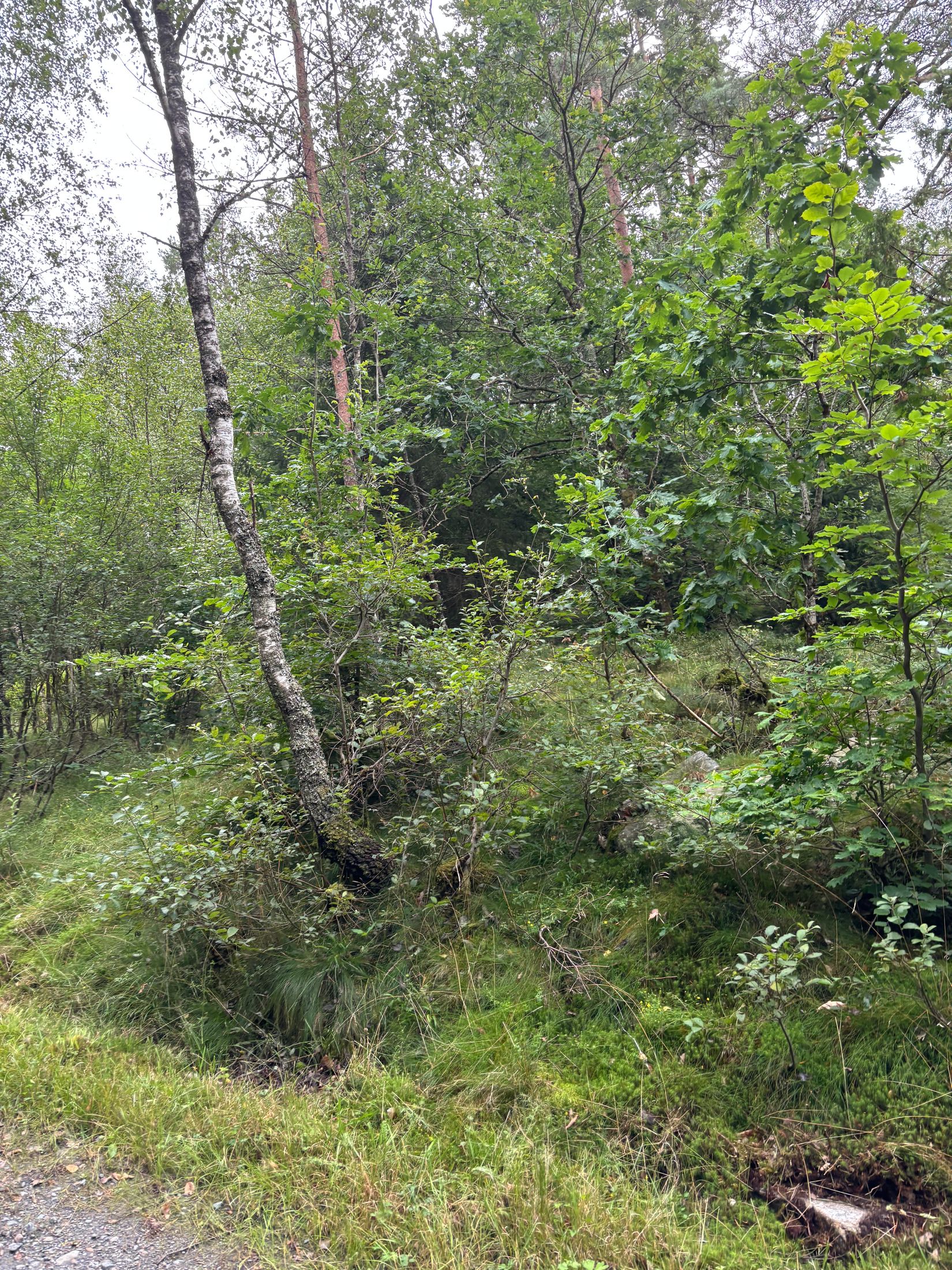 Tomt, Hjorttorp 3:22, Hajom, Mark