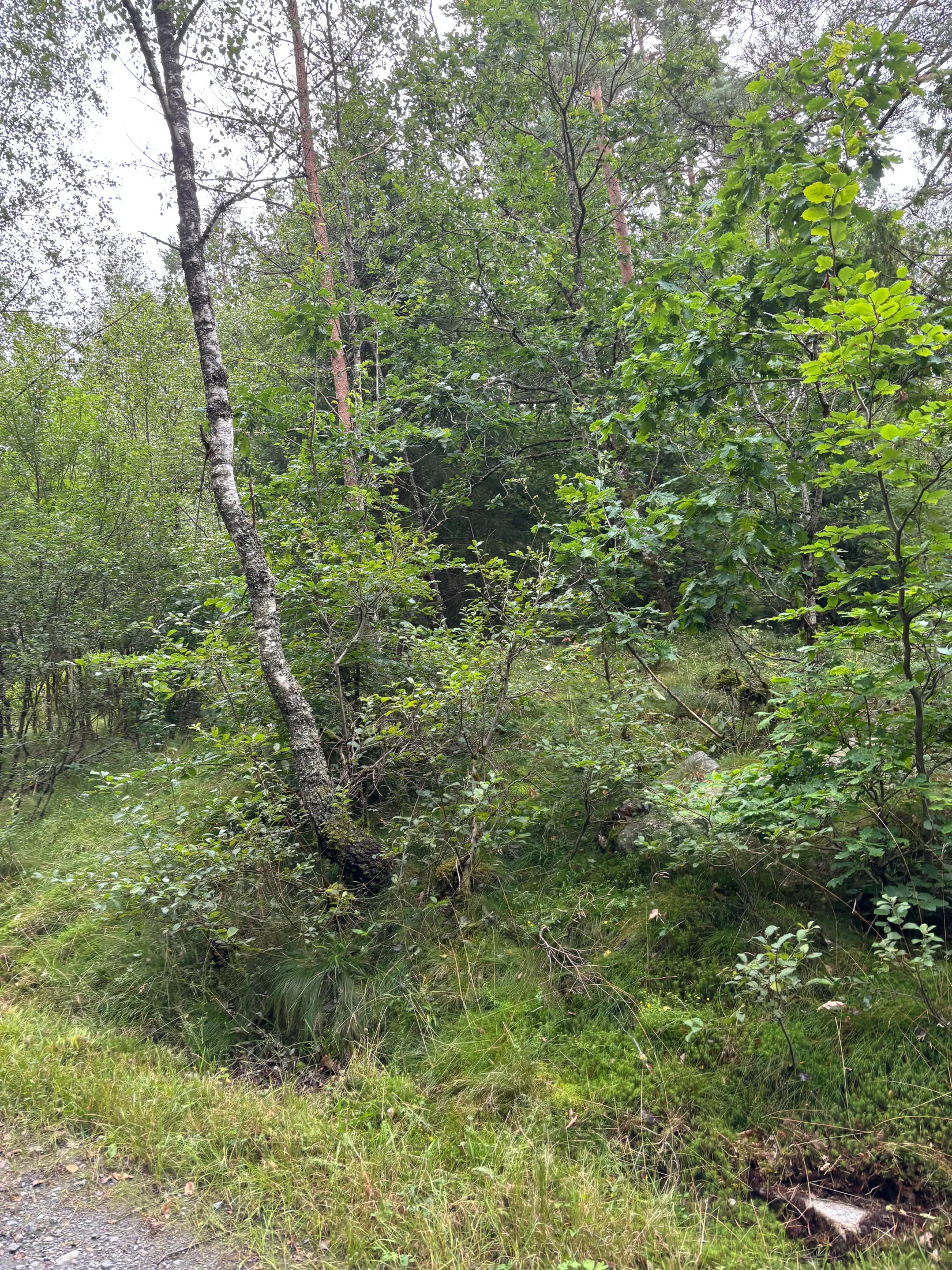 Tomt, Hjorttorp 3:22, Hajom, Mark
