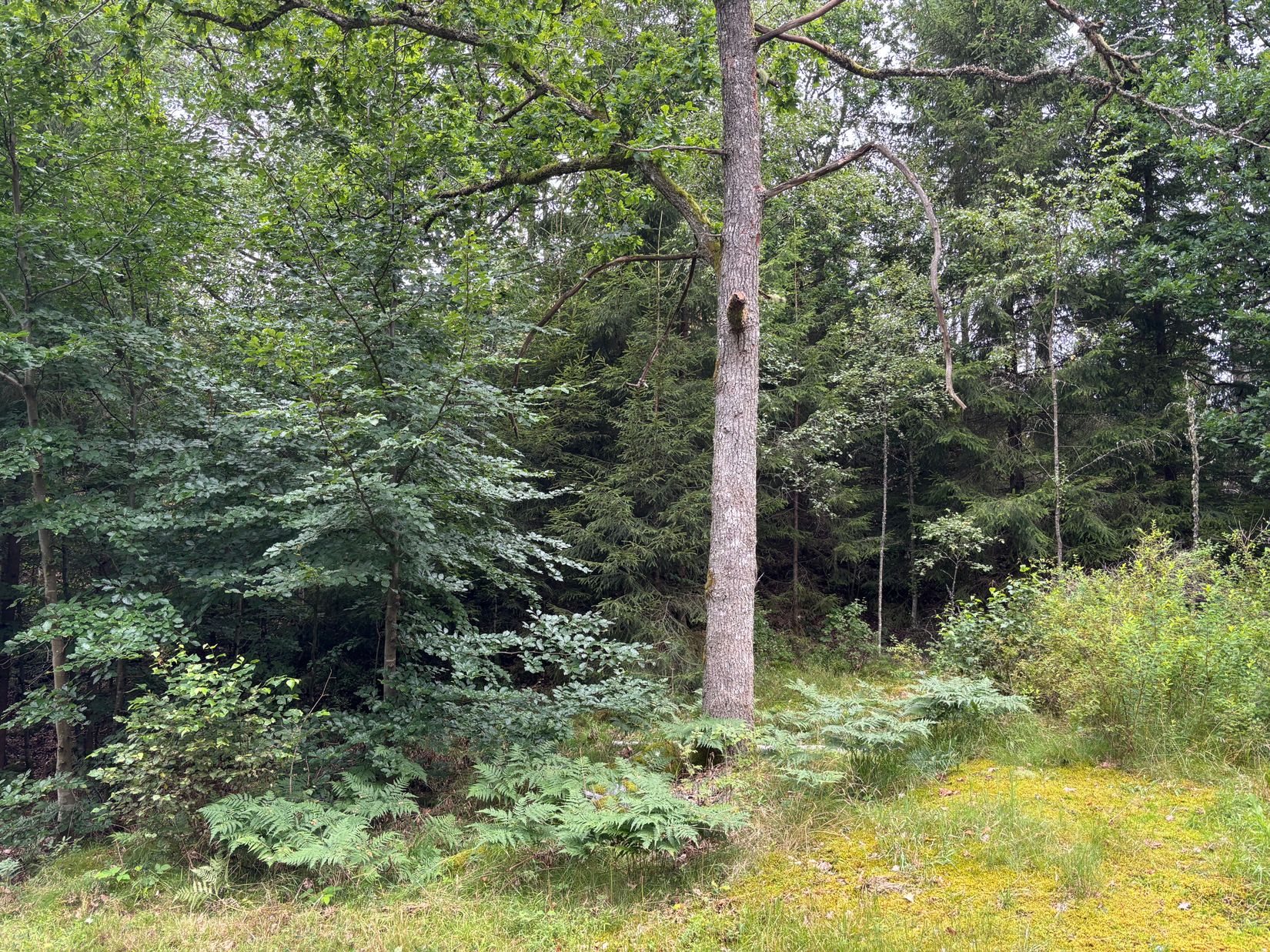 Tomt, Hjorttorp 3:22, Hajom, Mark