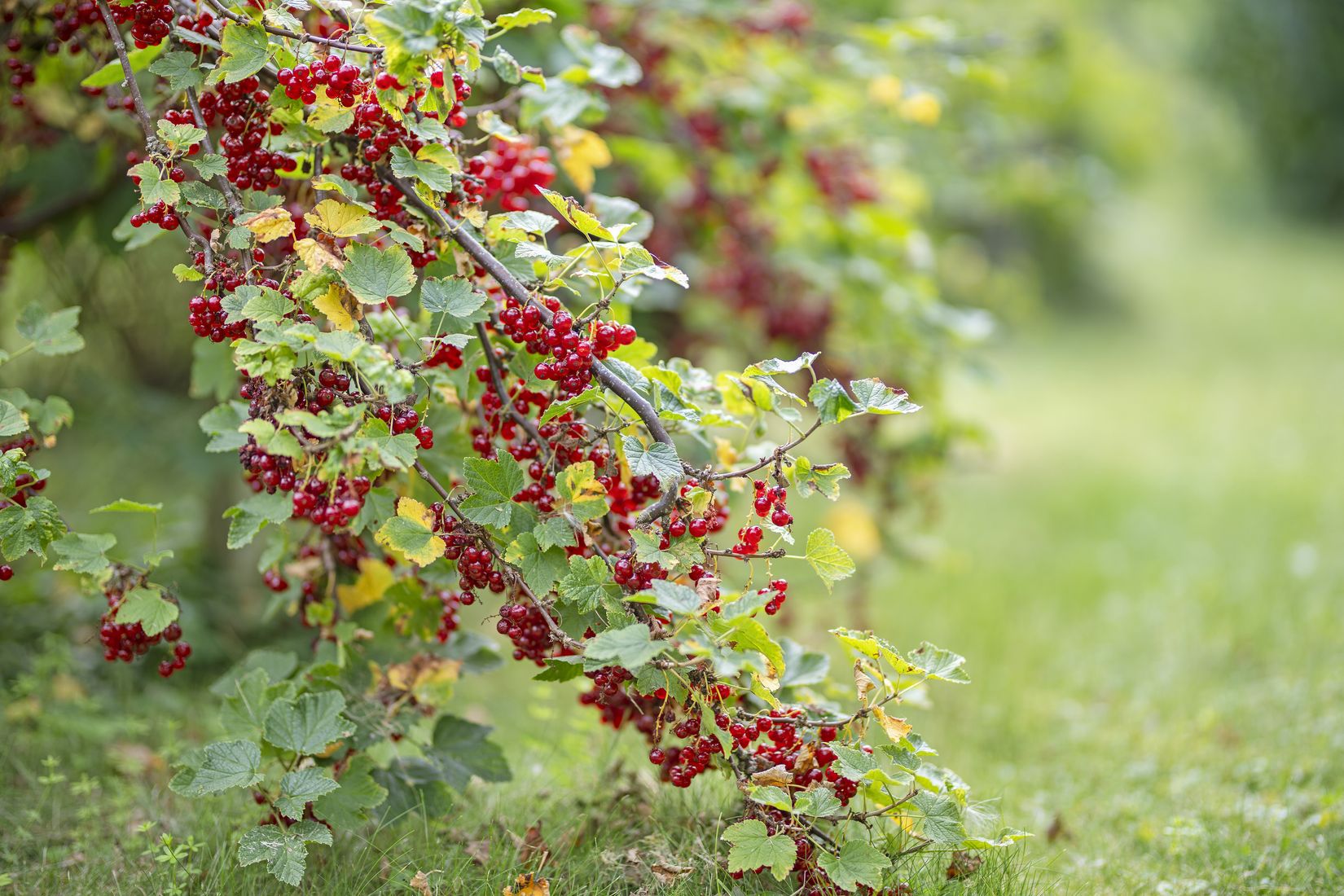 Villa, Funbo Sommarro 140, Funbo, Uppsala