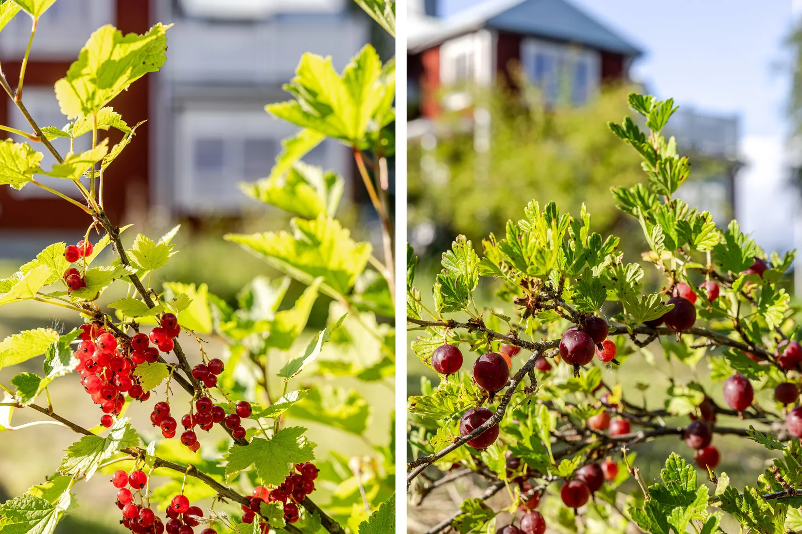 Gård/Skog, Öje 440, Stigsjö/Brunne, Härnösand