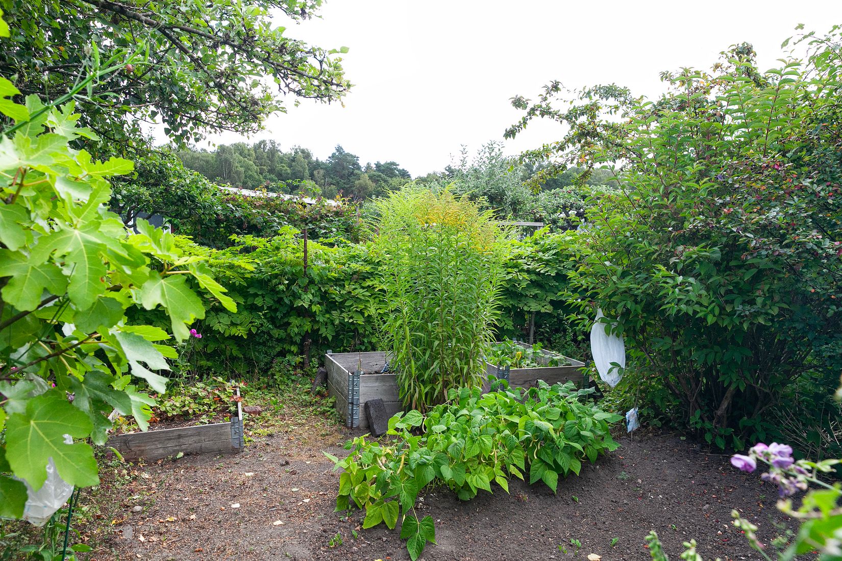 Fritidshus, Lassemansvägen, Ättekulla Sommarstad Violgången nr 92, Ättekulla, Helsingborg