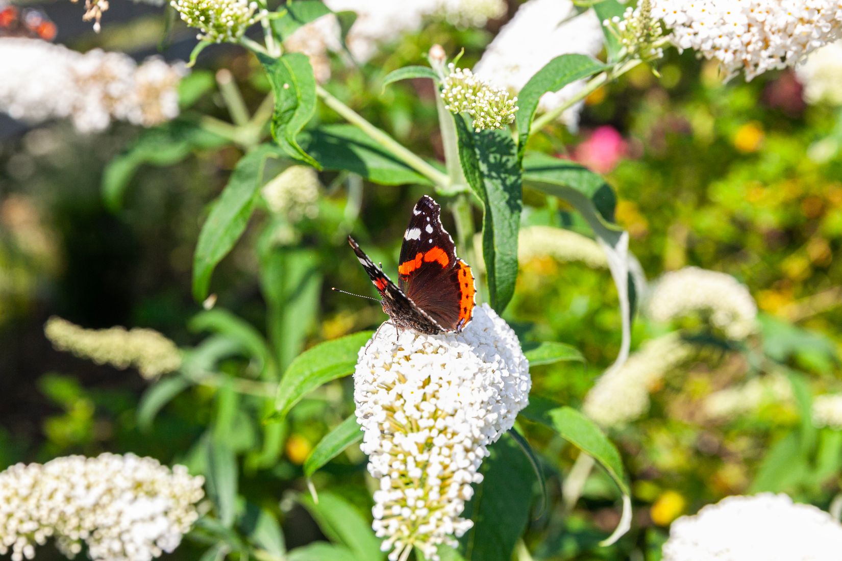 Fritidshus, Senderödsvägen 20, Senderöds Koloniförening nr 65 ..., Mariastaden, Helsingborg