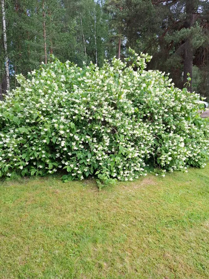 Villa, Gränsen 5, Falun