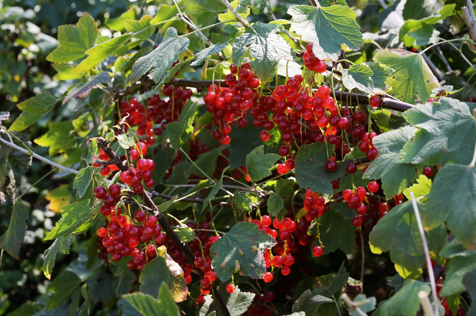 Villa, Skarnholmsvägen 3, Färingsö Kungsberga, Ekerö
