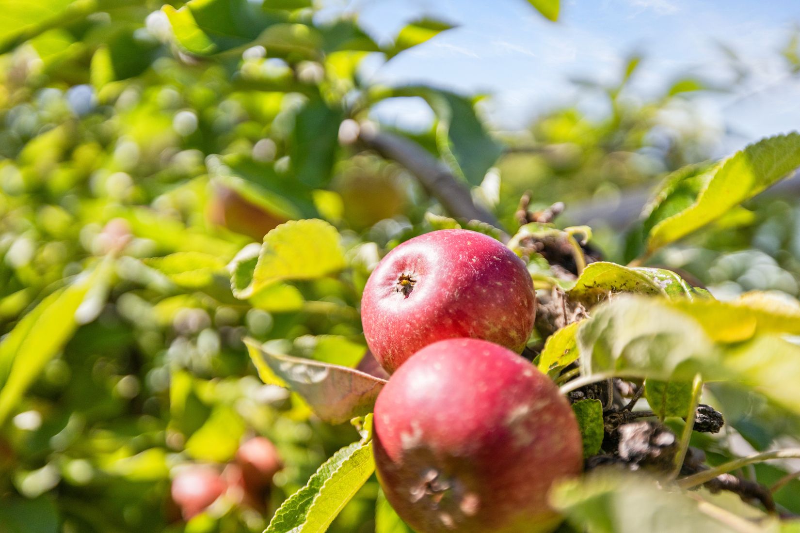 Fritidshus, Rosengången 12, Ystad, Östra Sommarstadens Koloniområde, Ystad