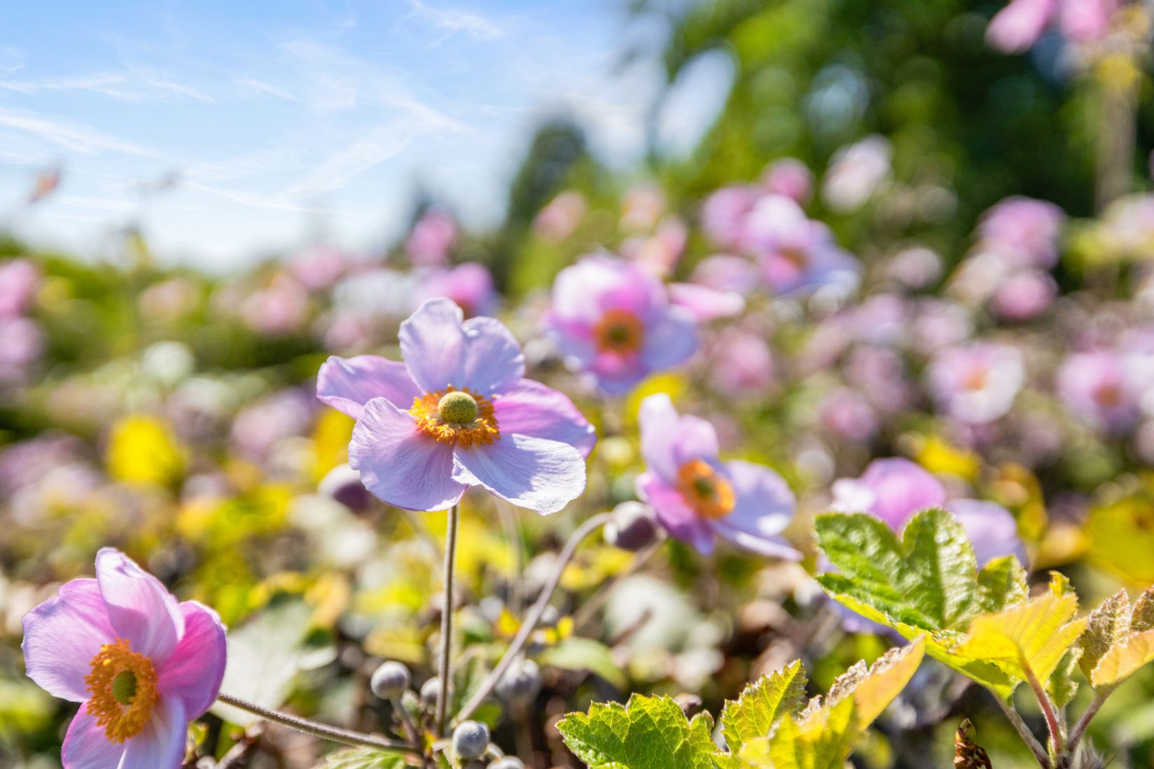 Fritidshus, Rosengången 12, Ystad, Östra Sommarstadens Koloniområde, Ystad