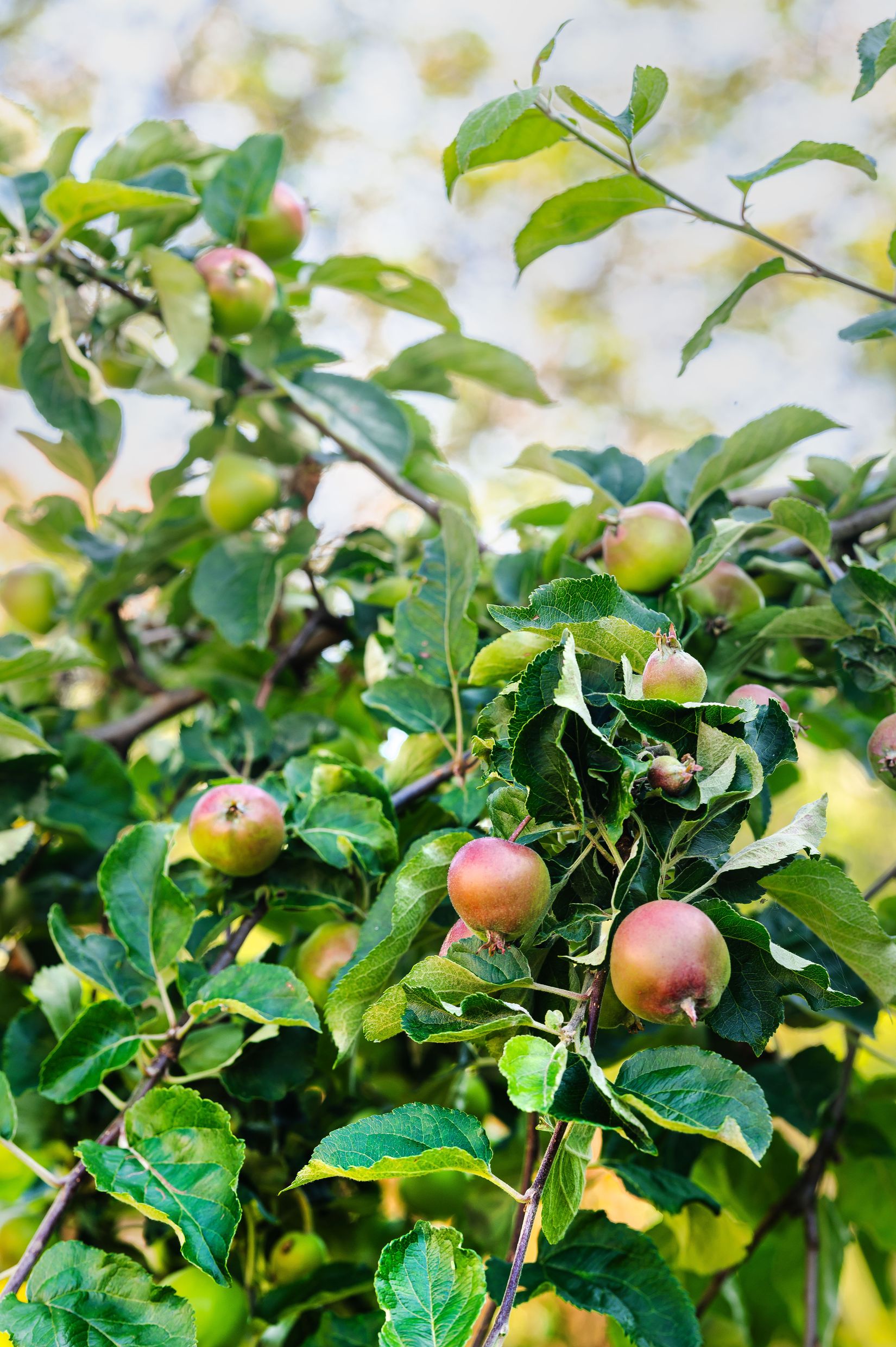 Villa, Radhus, Strömsborgsvägen 3B, Vallbacken, Gävle