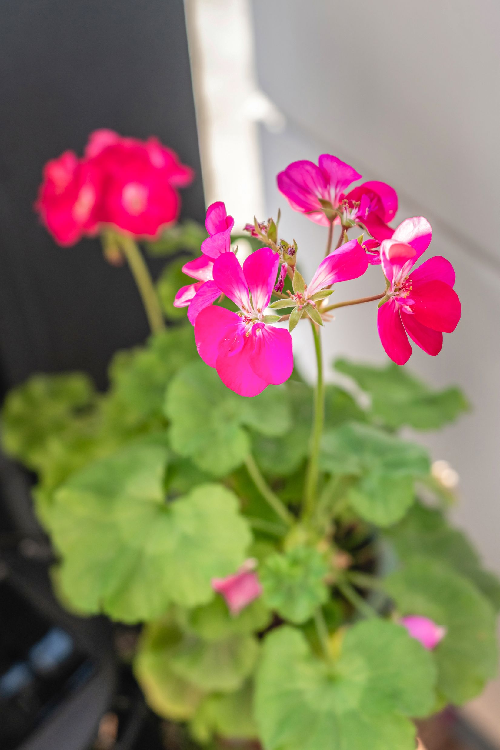 Bostadsrätt, Källtorpsvägen 9, Näsby Park, Täby