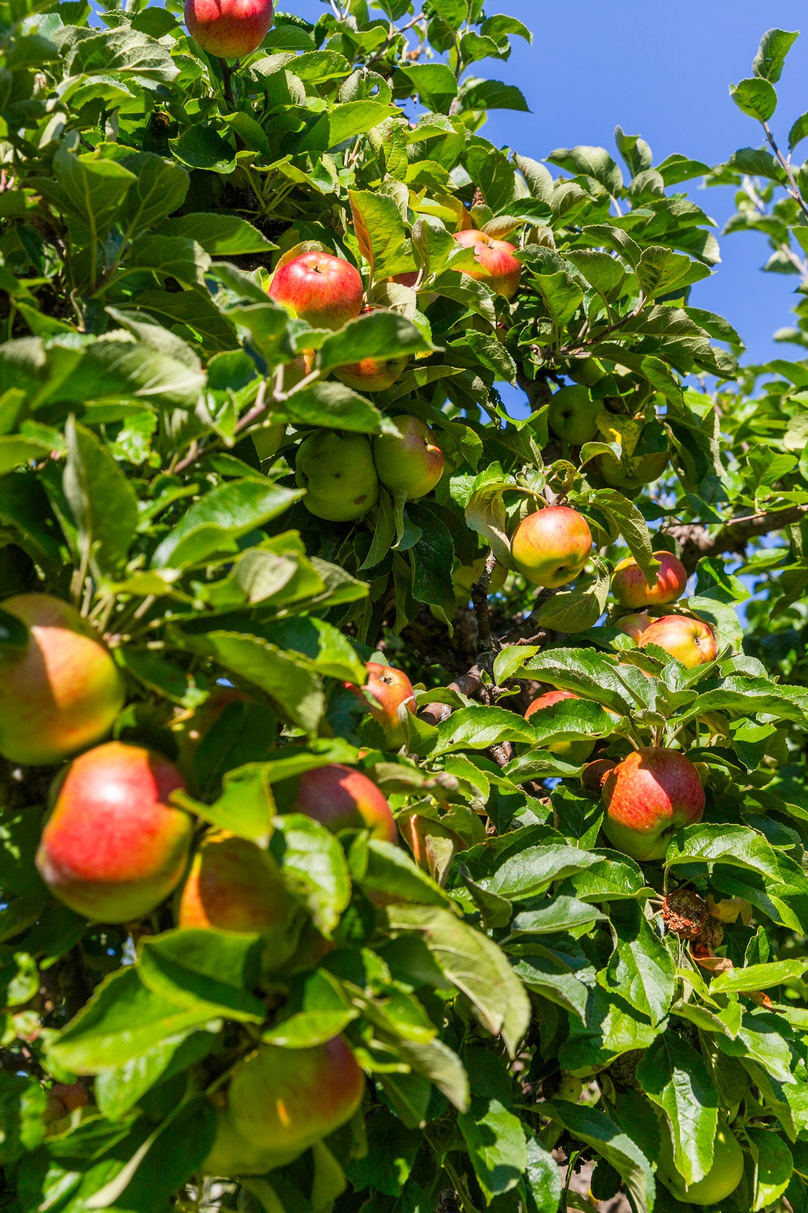 Villa, Åsvägen 27, Odenslunda, Upplands Väsby
