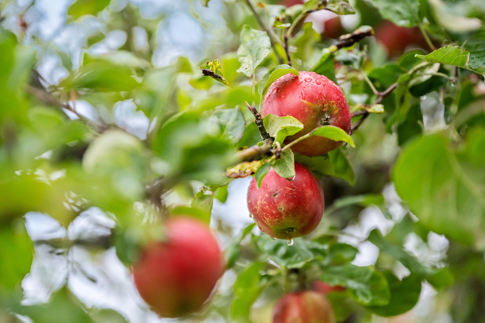 Villa, Nävgatan 16, Hagalund, Borlänge