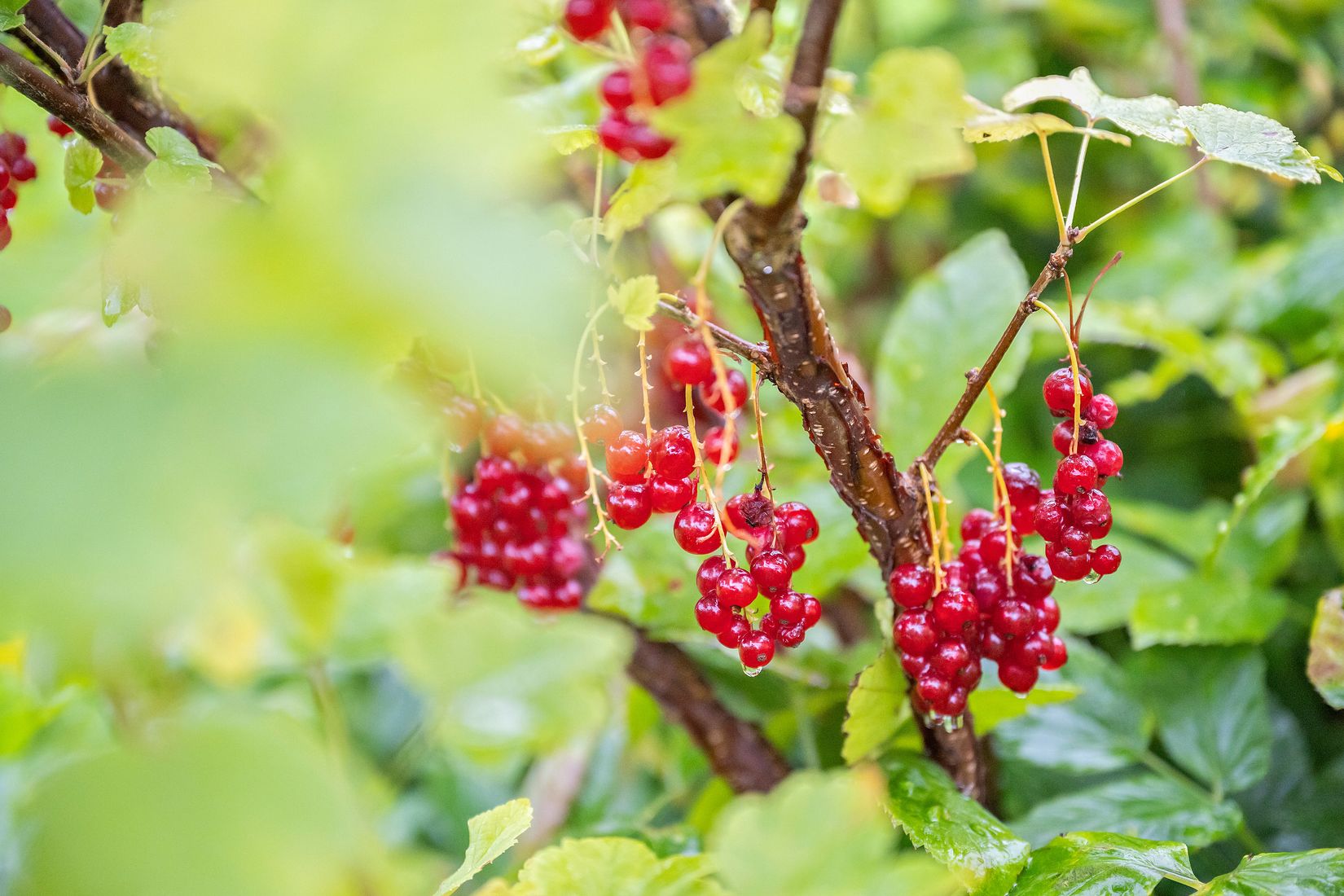 Villa, Nävgatan 16, Hagalund, Borlänge