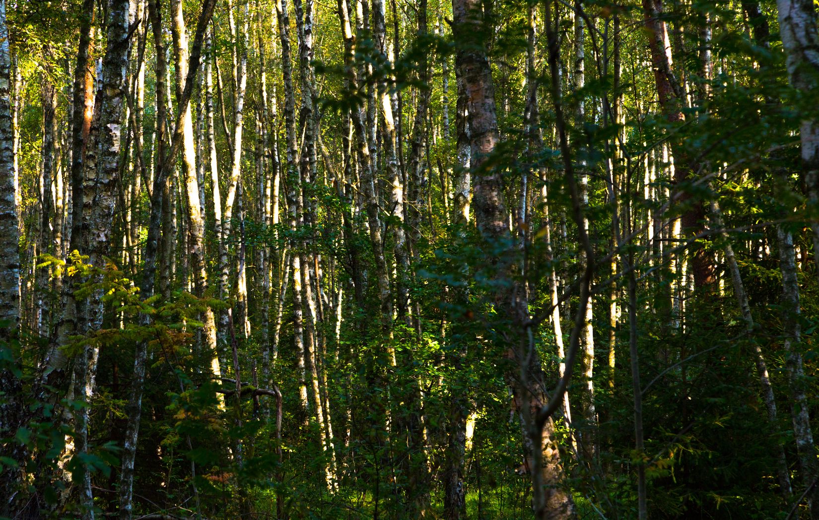 Tomt, Uppegårdsvägen - Tomt i Landvetter, Tahult, Härryda