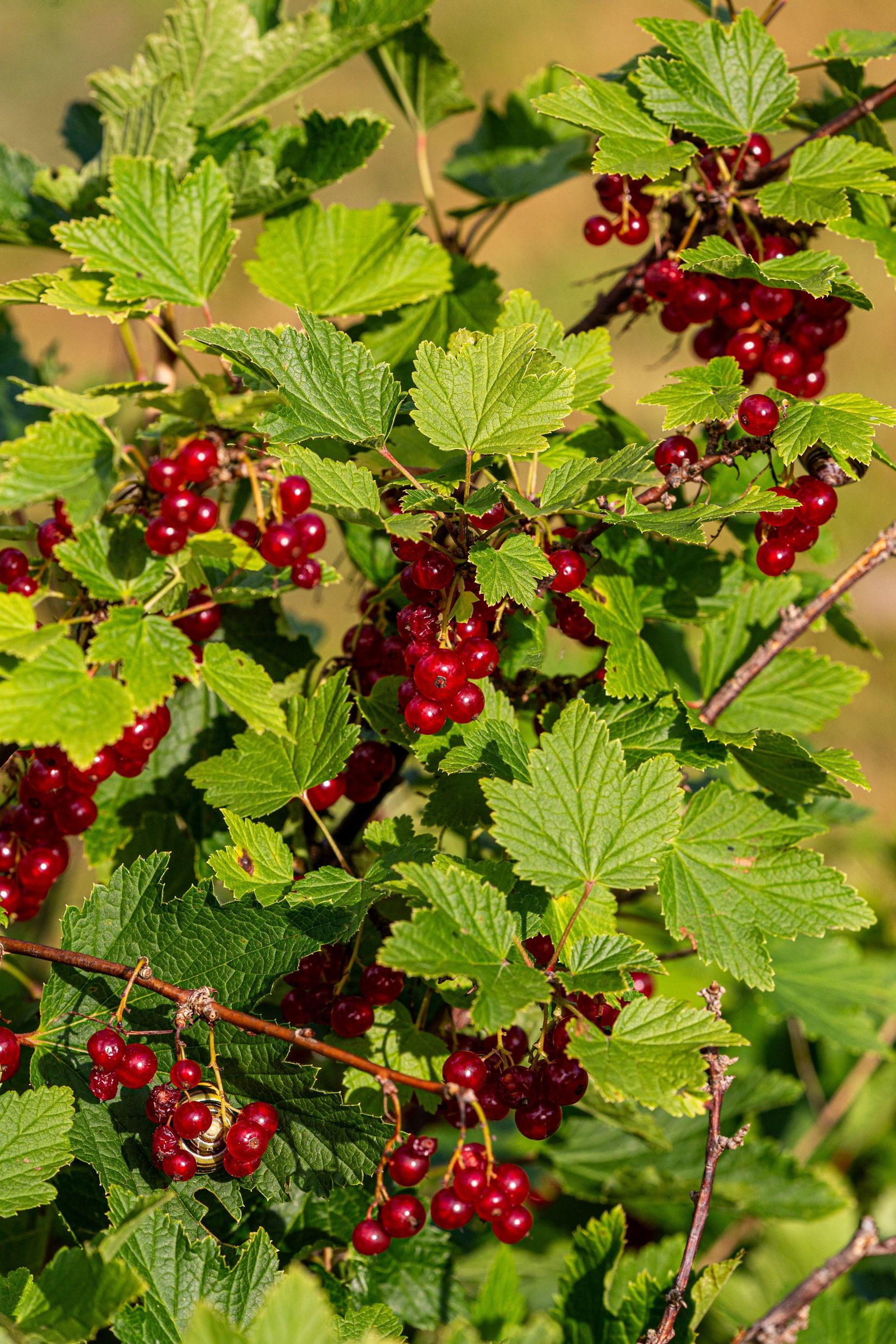 Villa, Fröviforsvägen 3, Frövi, Lindesberg