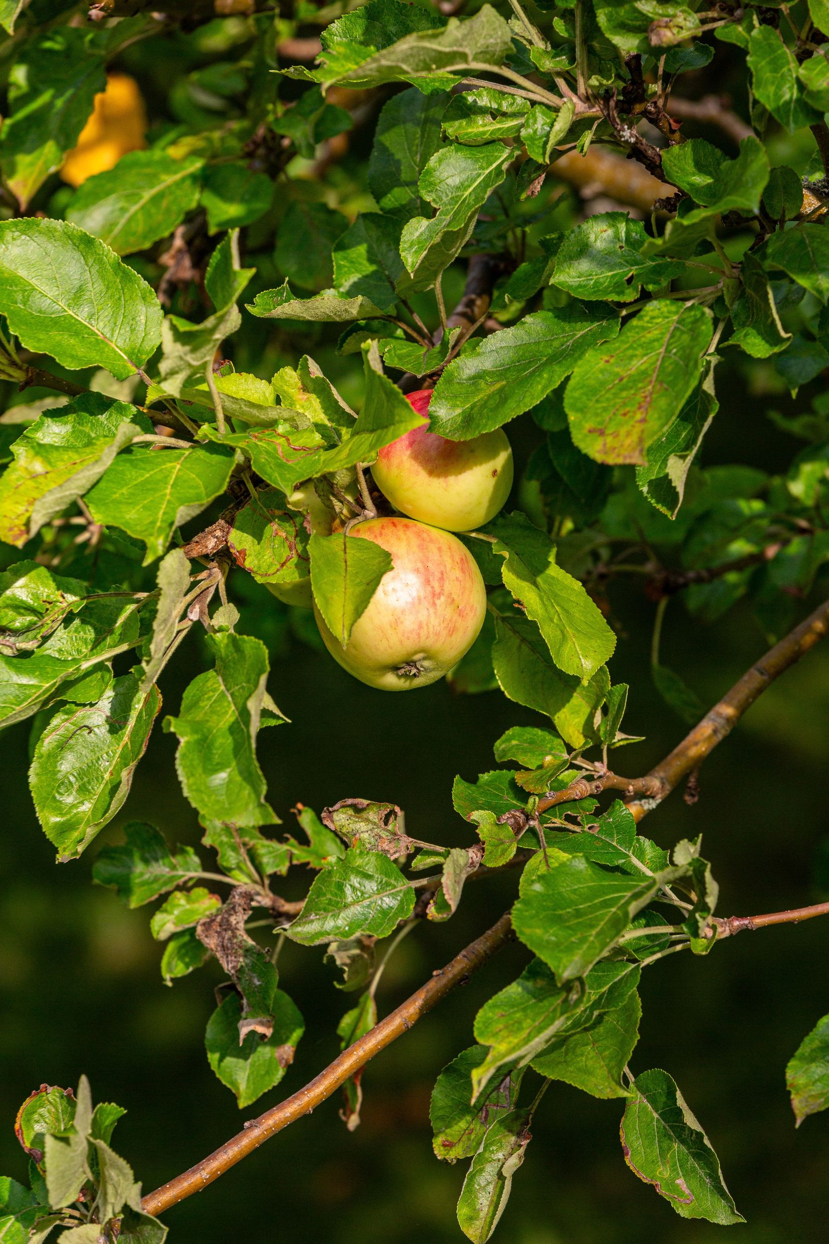 Villa, Fröviforsvägen 3, Frövi, Lindesberg