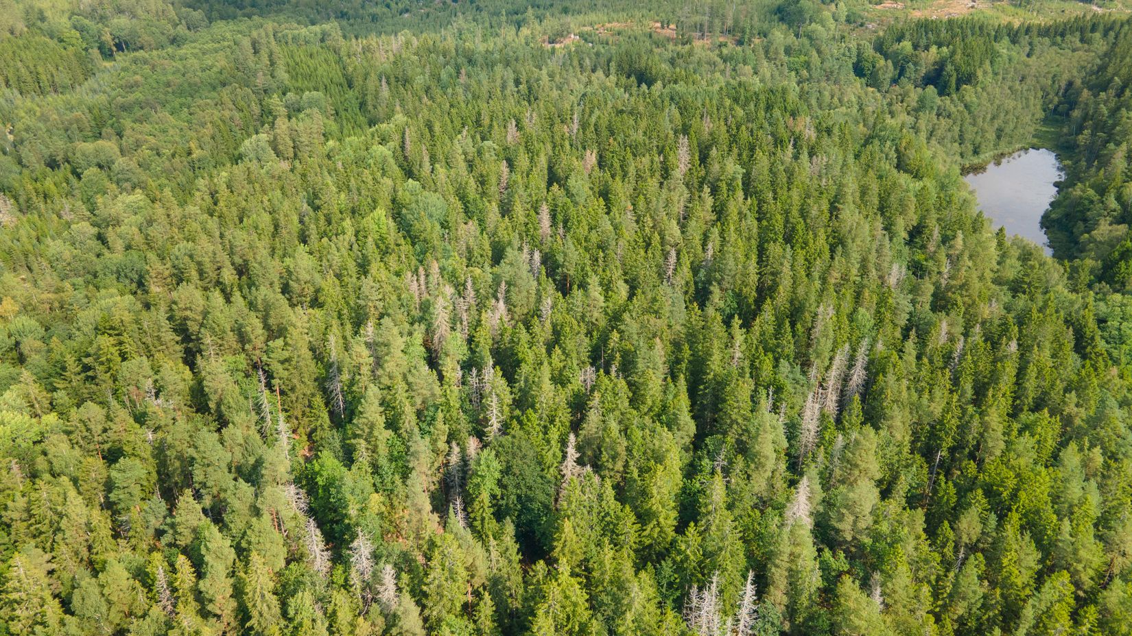 Gård/Skog, Gröngölsmåla 201, Gröngölsmåla, Karlskrona