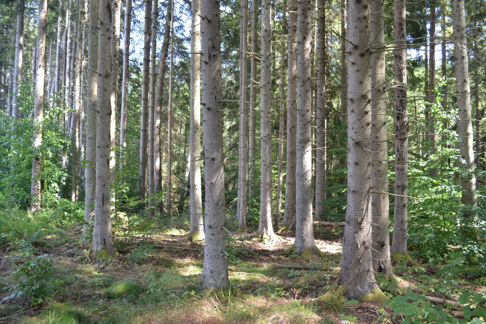 Gård/Skog, Gröngölsmåla 201, Gröngölsmåla, Karlskrona