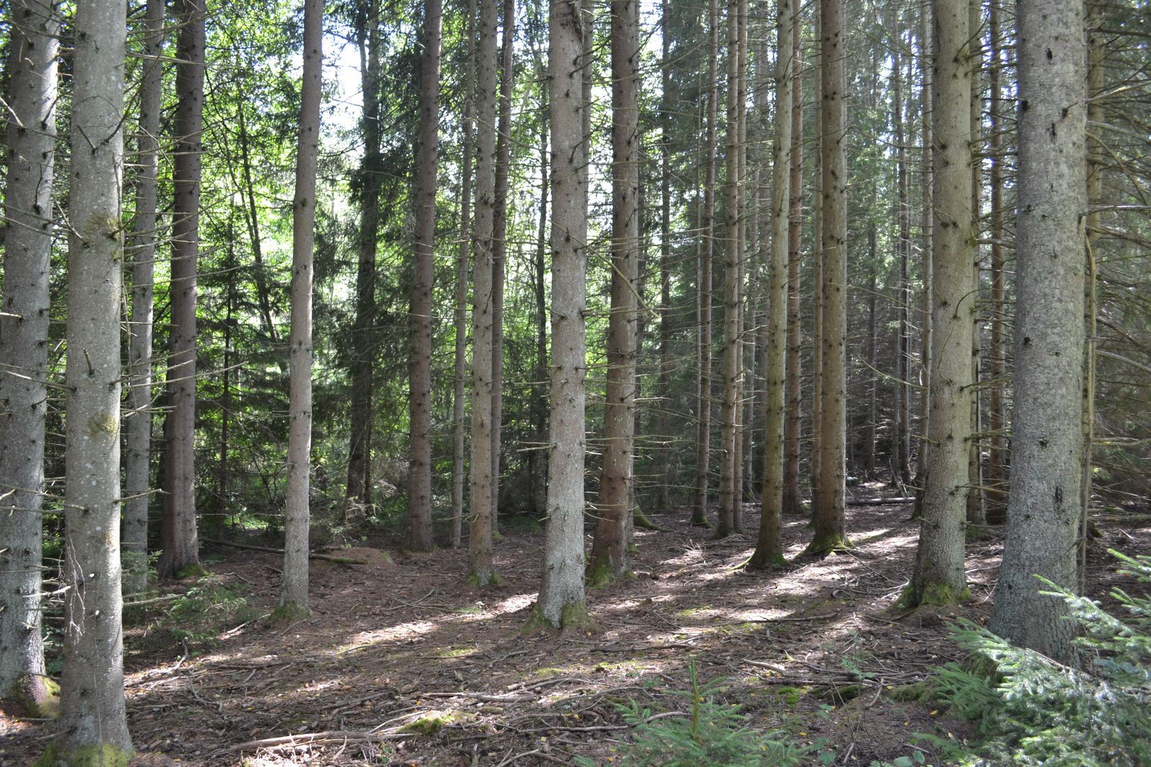 Gård/Skog, Gröngölsmåla 201, Gröngölsmåla, Karlskrona