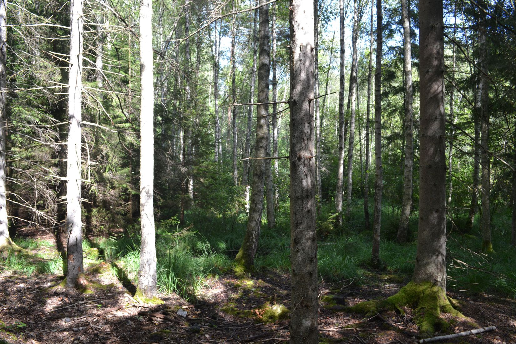 Gård/Skog, Gröngölsmåla 201, Gröngölsmåla, Karlskrona