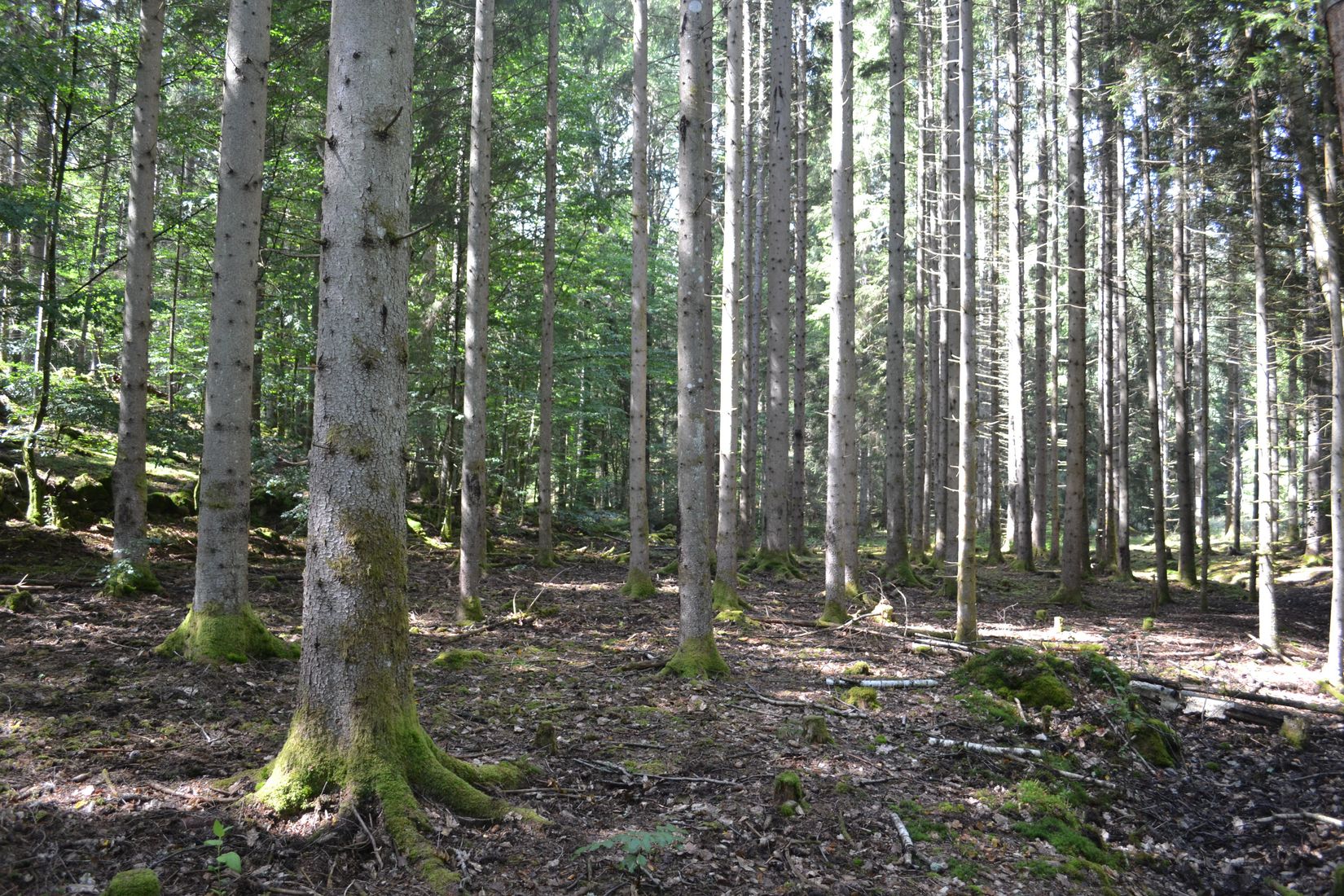 Gård/Skog, Gröngölsmåla 201, Gröngölsmåla, Karlskrona