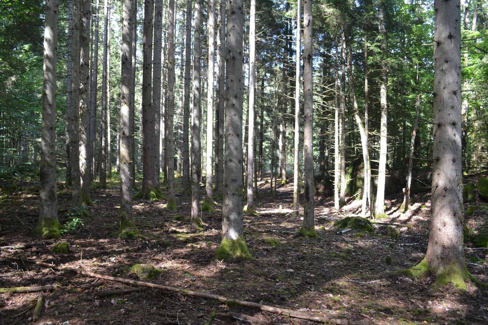 Gård/Skog, Gröngölsmåla 201, Gröngölsmåla, Karlskrona