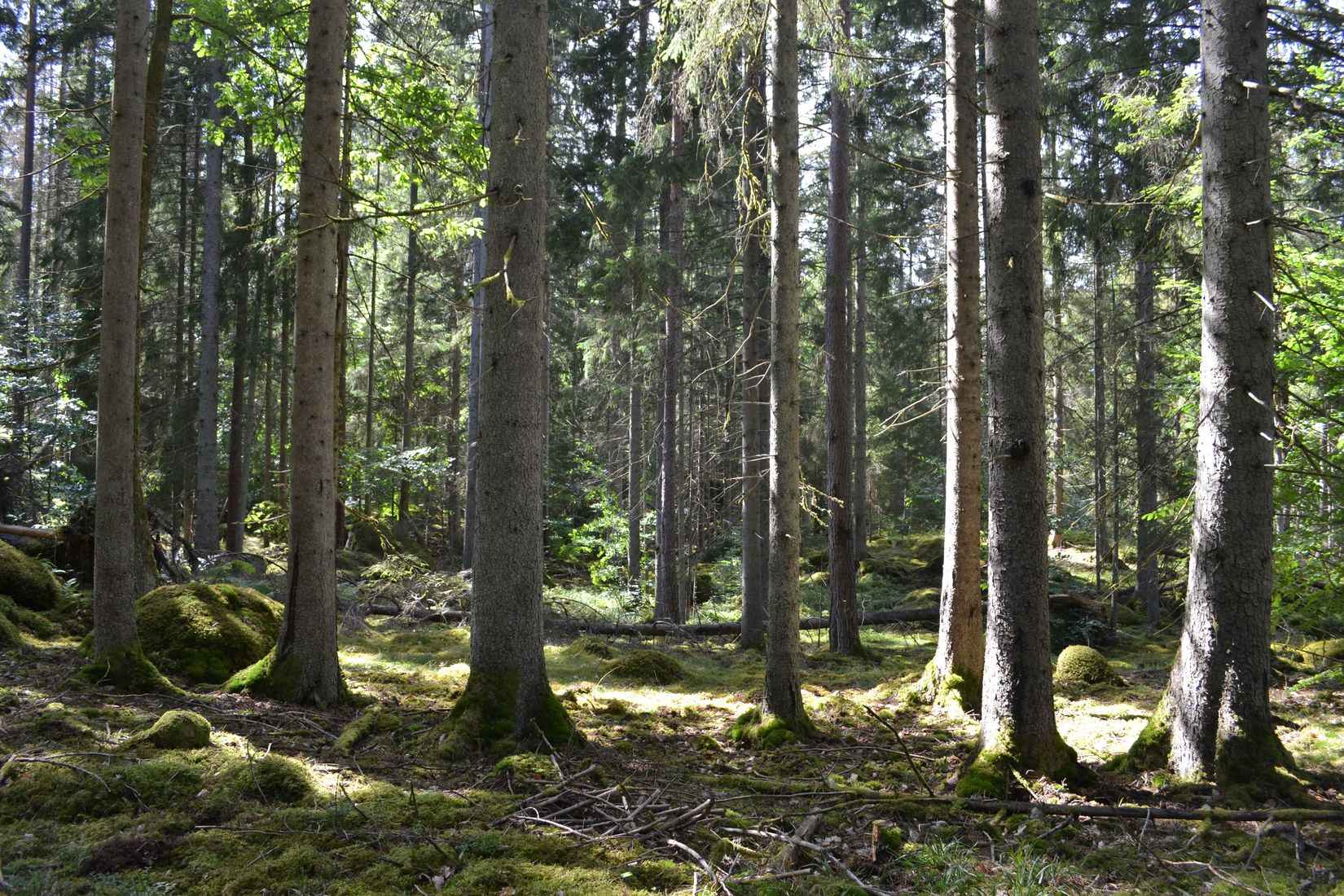 Gård/Skog, Gröngölsmåla 201, Gröngölsmåla, Karlskrona
