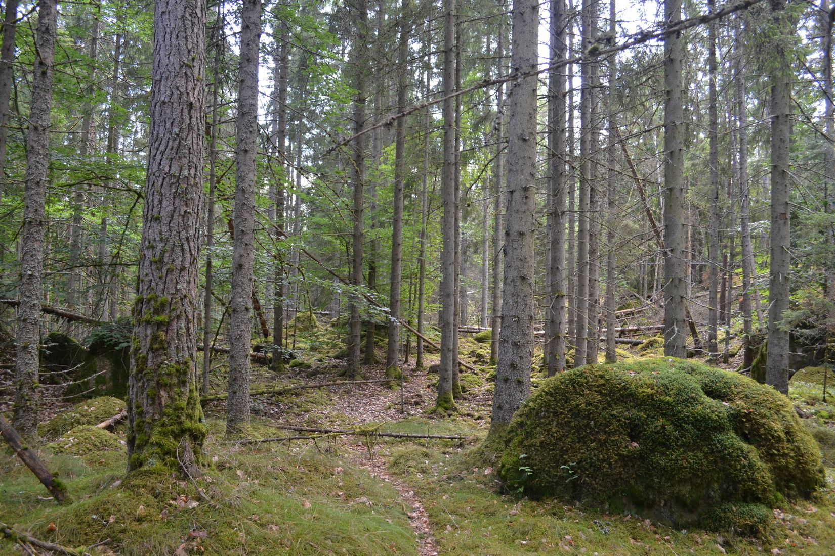 Gård/Skog, Gröngölsmåla 201, Gröngölsmåla, Karlskrona