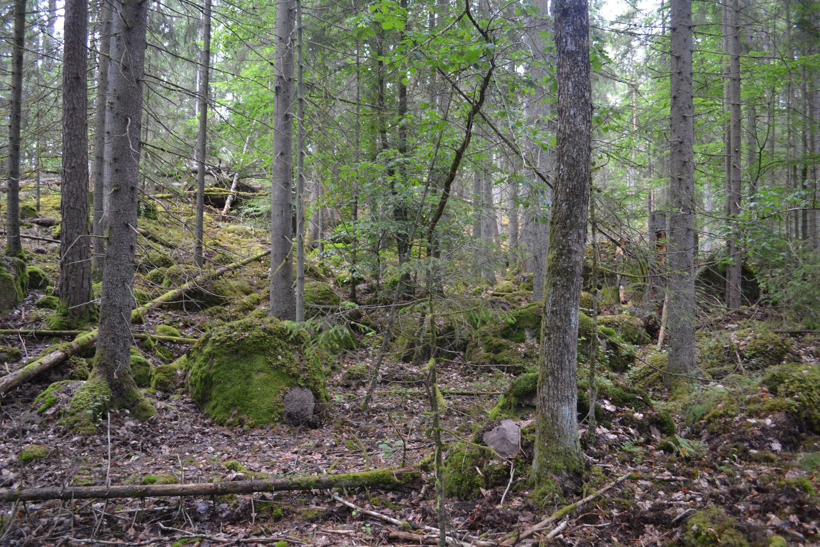 Gård/Skog, Gröngölsmåla 201, Gröngölsmåla, Karlskrona