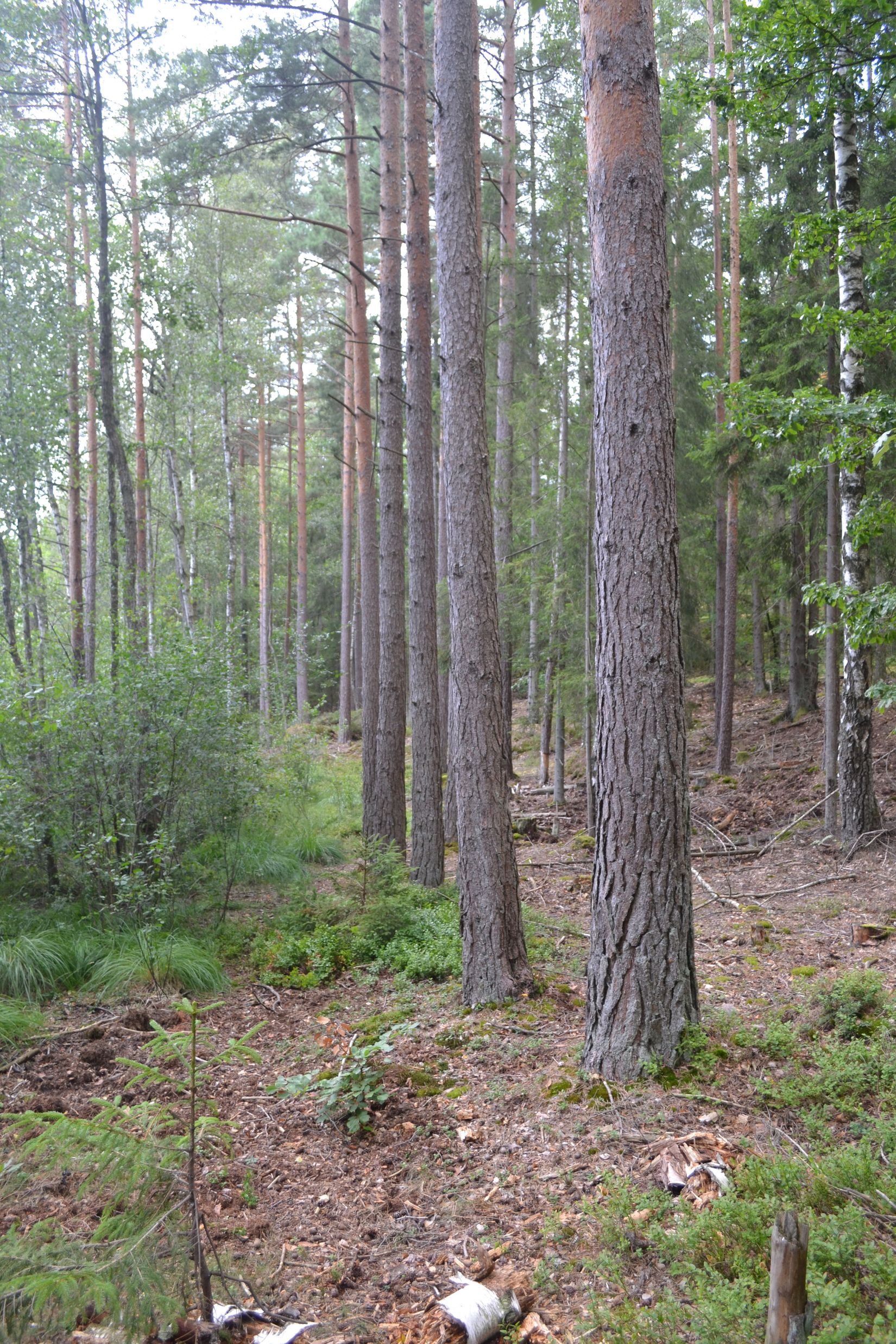 Gård/Skog, Gröngölsmåla 201, Gröngölsmåla, Karlskrona