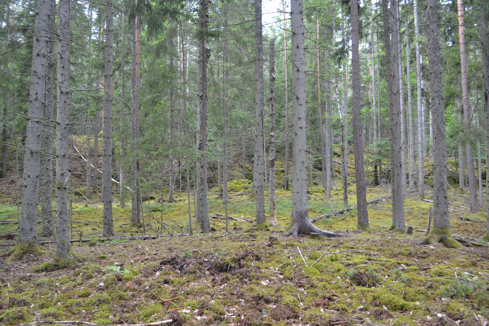Gård/Skog, Gröngölsmåla 201, Gröngölsmåla, Karlskrona