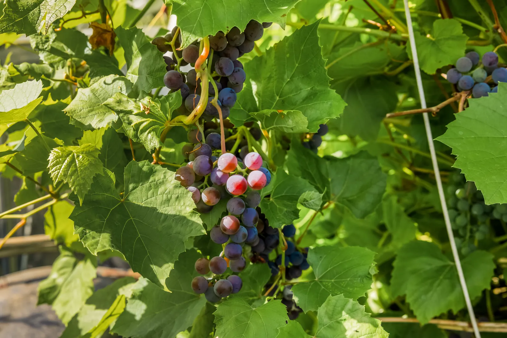 Fritidshus, Gullregnsgången 51 B Jägershill Sommarstad 4 stuga 99, Jägershill, Malmö