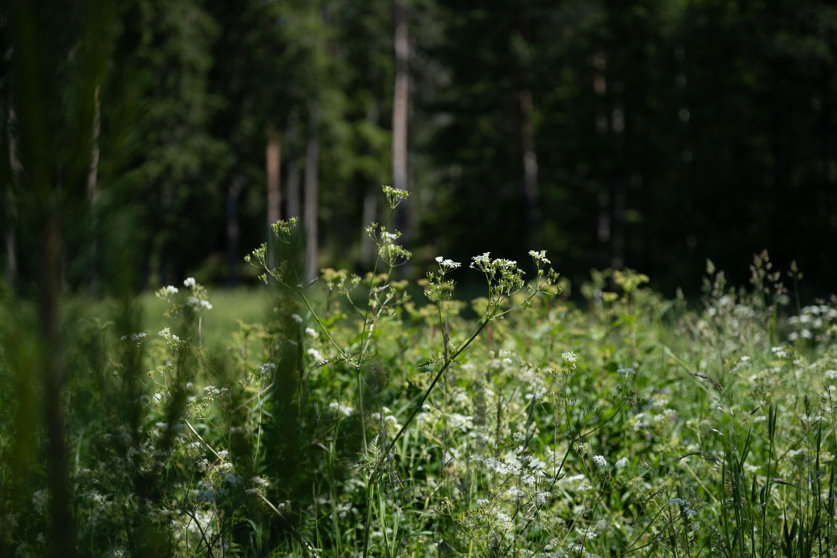 Tomt, Digernäs 520, Annersia, Östersund