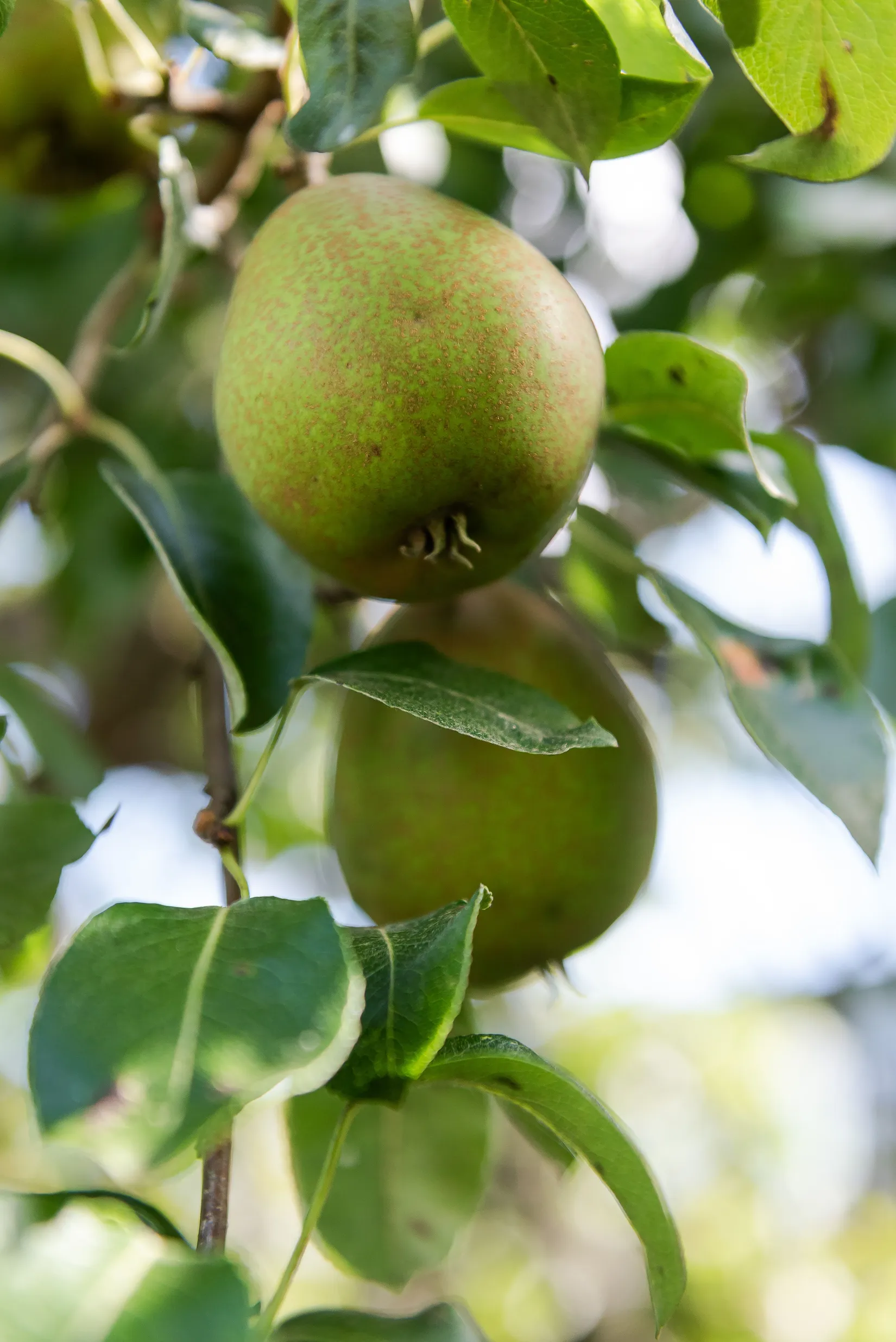 Villa, Radhus, Backavägen 12F, Katrineholm Söder, Katrineholm